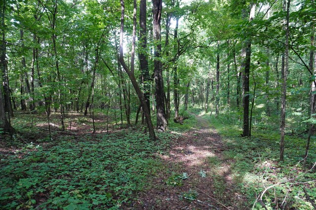 LOT17 Pleasant View Cemetary Rd, New Market, TN 37820 - photo 38