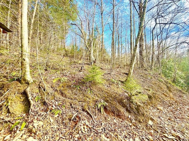 view of local wilderness