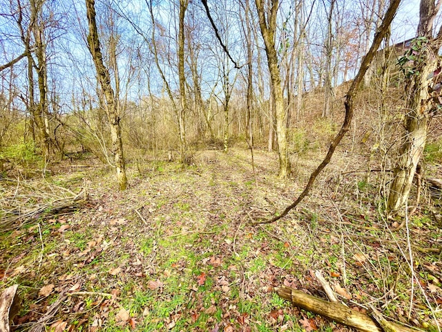 view of local wilderness