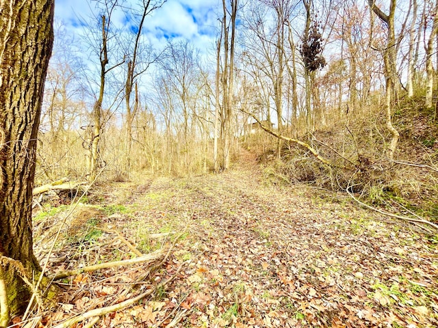 view of local wilderness