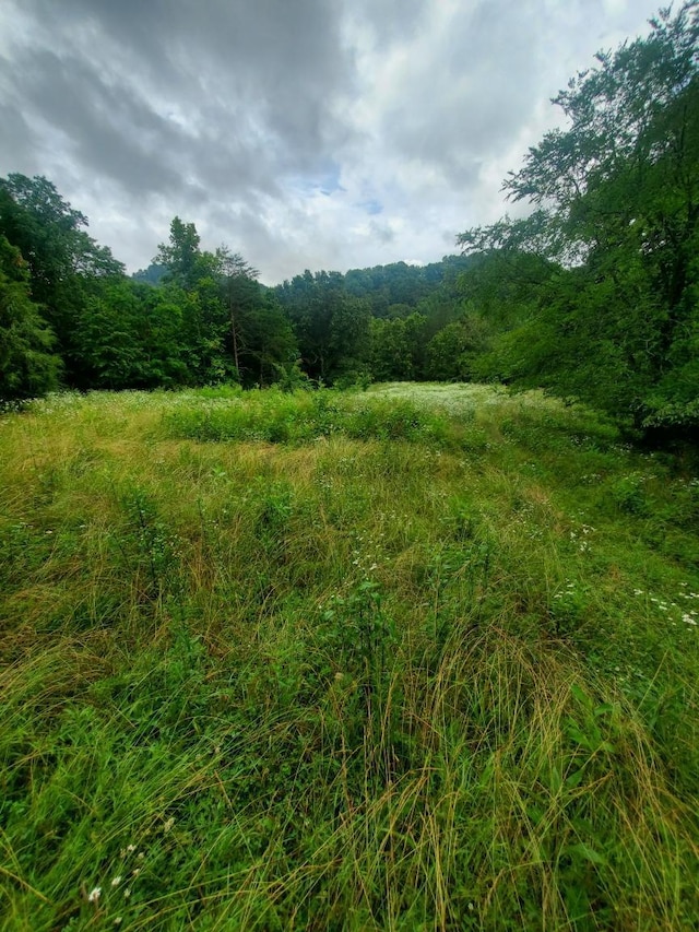 245 Fox Branch Rd, Kyles Ford, TN 37765 - view of wooded area