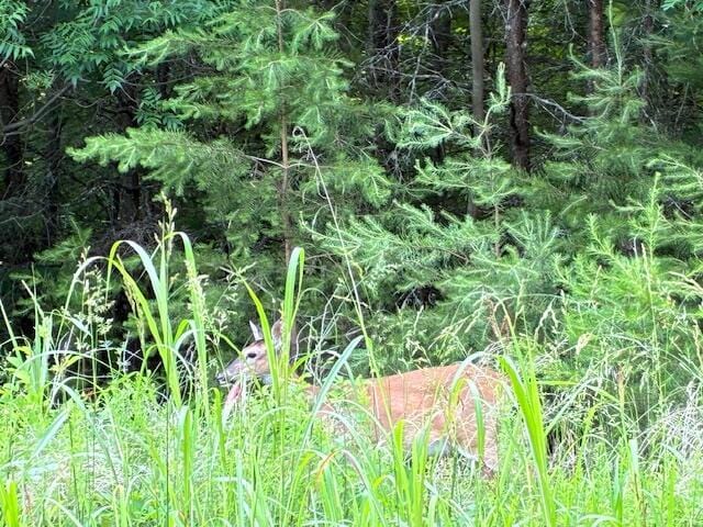 LOT17 Waterstone Dr, Dandridge, TN 37725