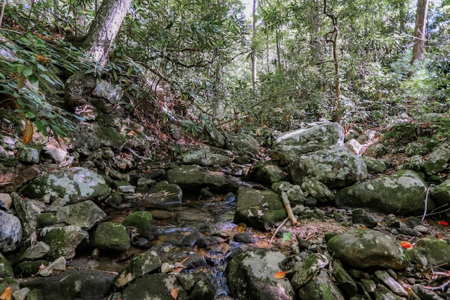 view of local wilderness