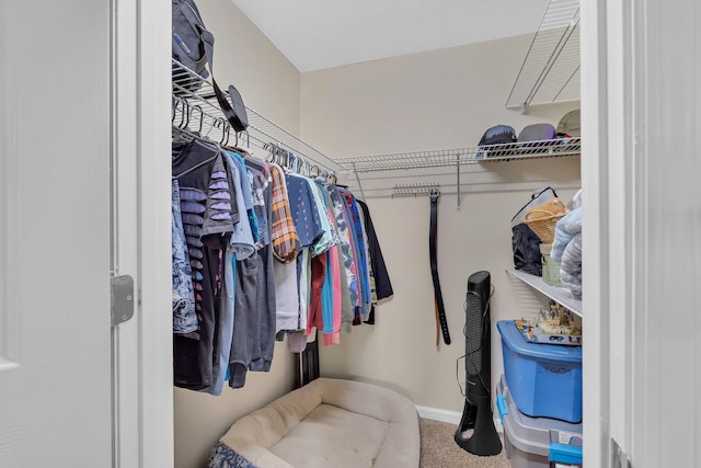 4813 Walnut Hill Dr, Morristown, TN 37814 - walk in closet featuring carpet flooring