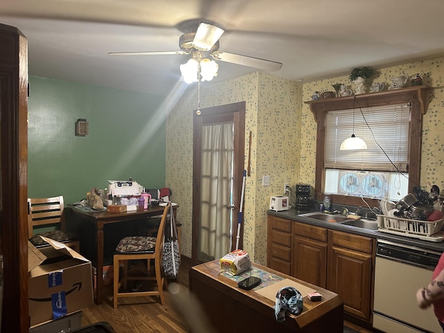 kitchen featuring ceiling fan, sink, white dishwasher, and dark hardwood / wood-style floors