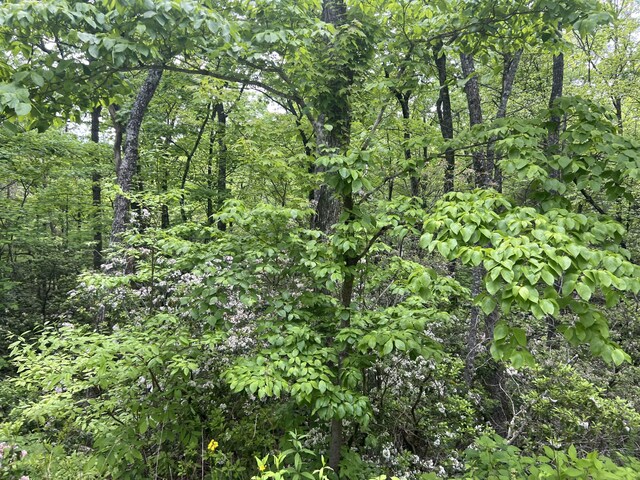 LOT1 4-6 Old Cartertown Rd, Gatlinburg, TN 37738 - photo 8