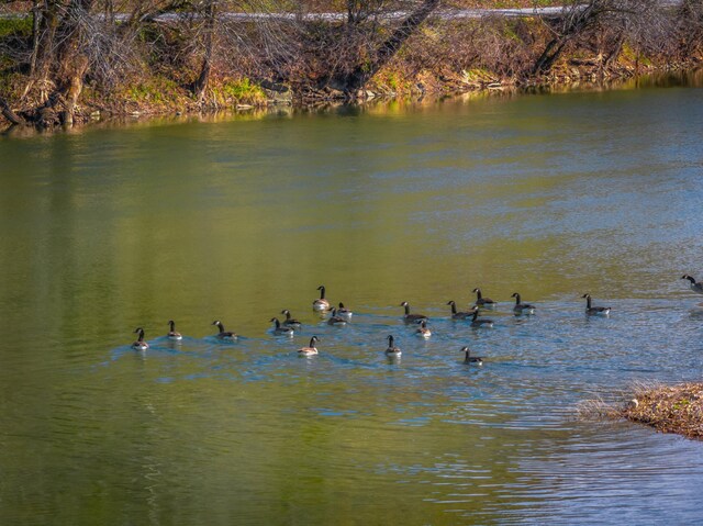000 Horton Ford Rd, Eidson, TN 37731 - photo 31