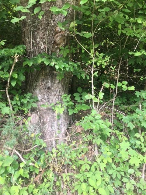 TBD Hatfield Rd, Tazewell, TN 37879