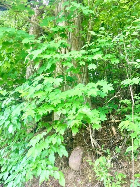 TBD Hatfield Rd, Tazewell, TN 37879