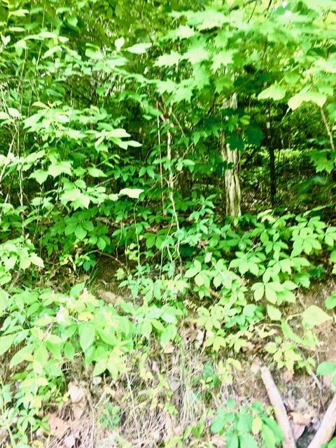 TBD Hatfield Rd, Tazewell, TN 37879