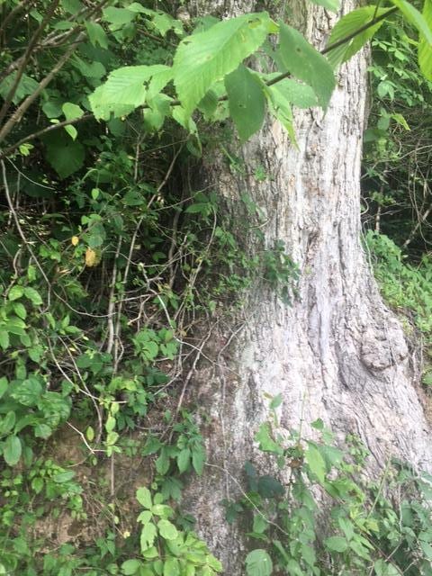 TBD Hatfield Rd, Tazewell, TN 37879