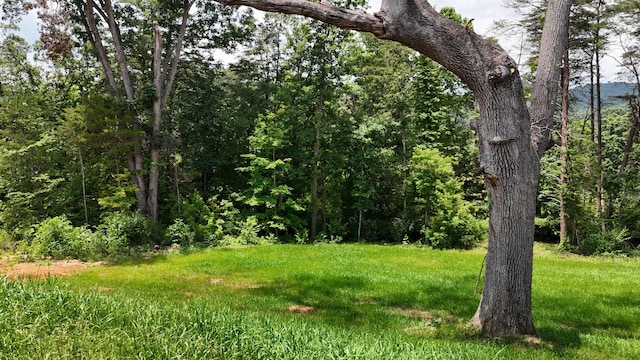 536 Sequoyah Dr, Morristown, TN 37813 - view of wooded area