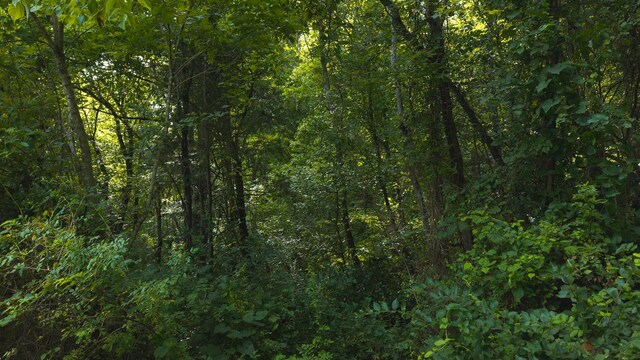 0 Gravely Valley Rd, Eidson, TN 37731 - photo 27