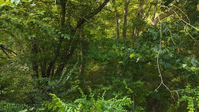 0 Gravely Valley Rd, Eidson, TN 37731 - photo 24