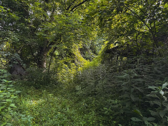 0 Gravely Valley Rd, Eidson, TN 37731 - photo 35