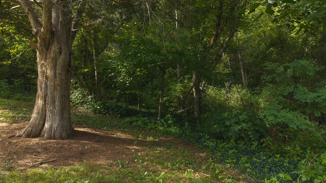 0 Gravely Valley Rd, Eidson, TN 37731 - photo 22