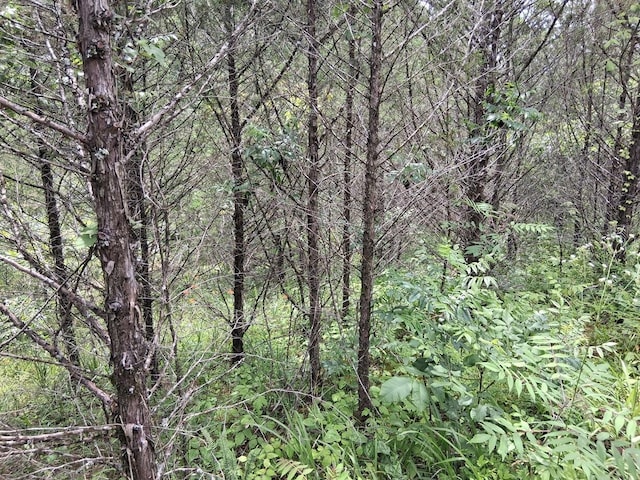 2600 Moore Ridge Rd, Bybee, TN 37821 - photo 14