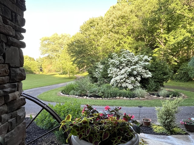 3041 Wineberry Ln, Morristown, TN 37814 - view of green lawn