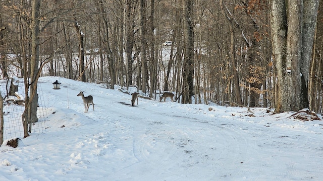 484 Buttermilk Rd, Blountville, TN 37617 - view of yard covered in snow