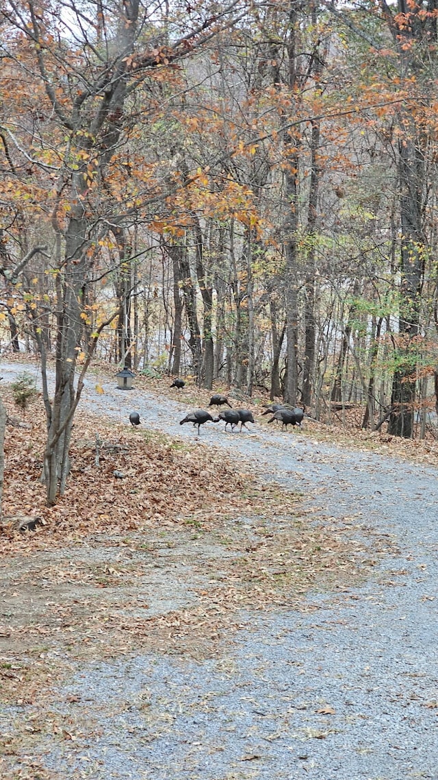 484 Buttermilk Rd, Blountville, TN 37617 - view of yard