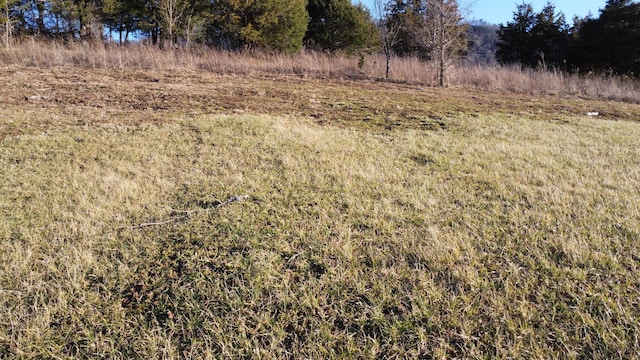 view of local wilderness