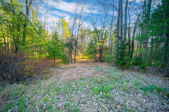 40 Collins Rd, Eldred, NY 12732 - view of wooded area