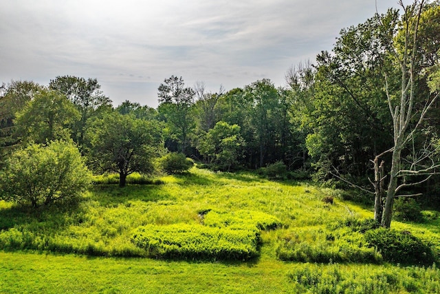 174 Dingle Daisy Rd, Monticello, NY 12701 - view of local wilderness