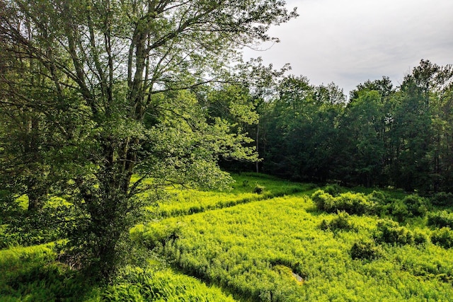 174 Dingle Daisy Rd, Monticello, NY 12701 - view of woods