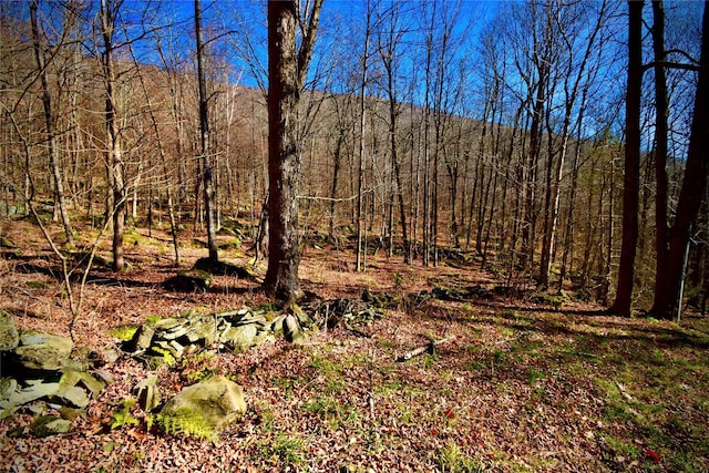 339 Mountain Lake Rd, Andes, NY 13731 - view of woods