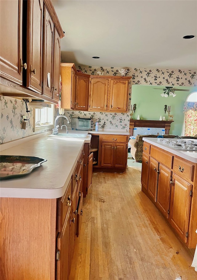 kitchen featuring white gas cooktop, light hardwood / wood-style flooring, ceiling fan, and sink