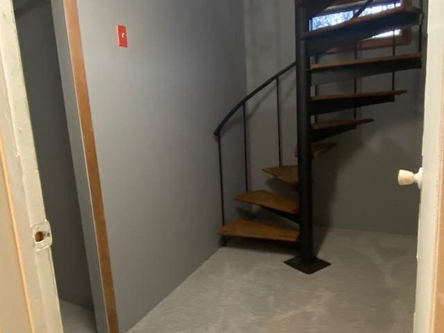 stairs with carpet flooring