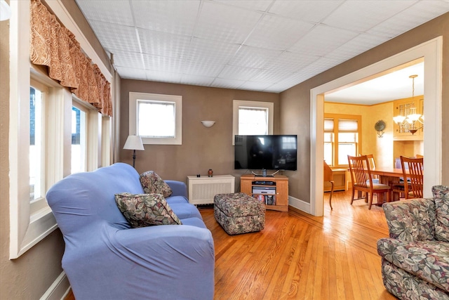 living room featuring radiator, a drop ceiling, wood-type flooring, and an inviting chandelier