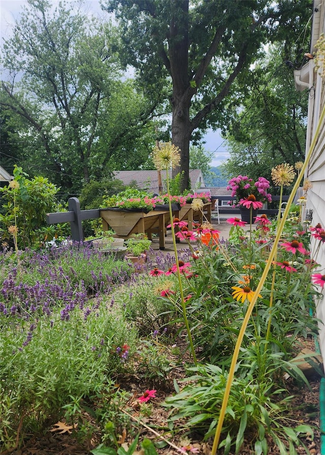 view of yard featuring a patio