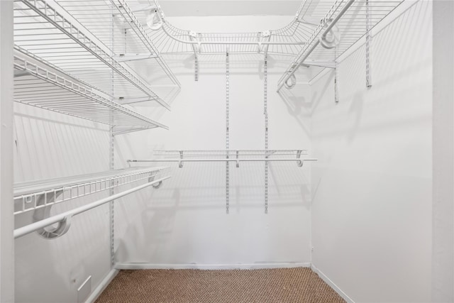 walk in closet featuring carpet flooring