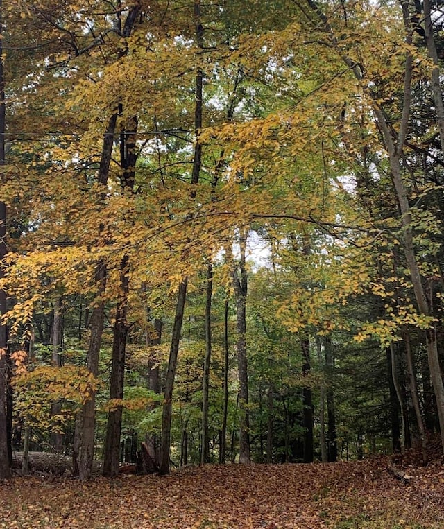 view of local wilderness