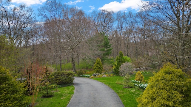 view of street with a view of trees