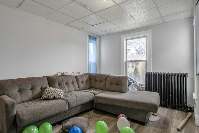 living room featuring radiator, a drop ceiling, and hardwood / wood-style flooring