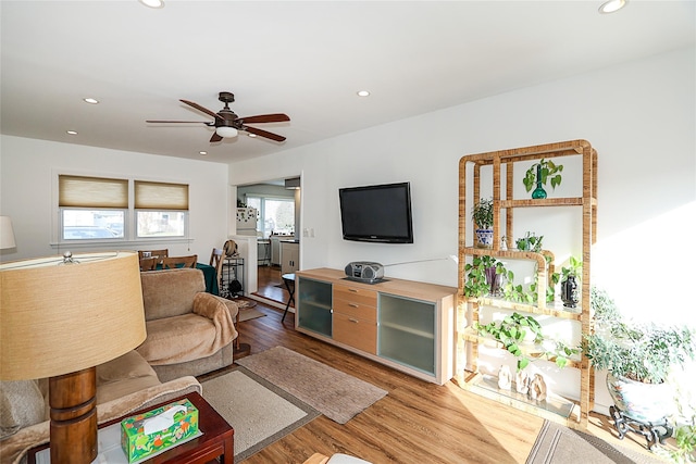 living room with ceiling fan and light wood-type flooring