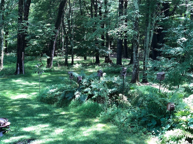 view of local wilderness