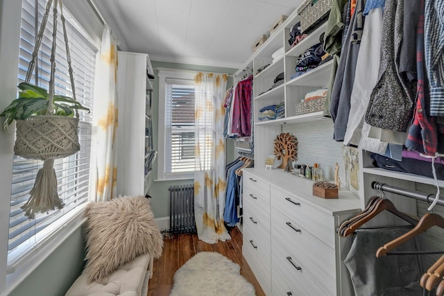 walk in closet featuring radiator and dark wood-type flooring