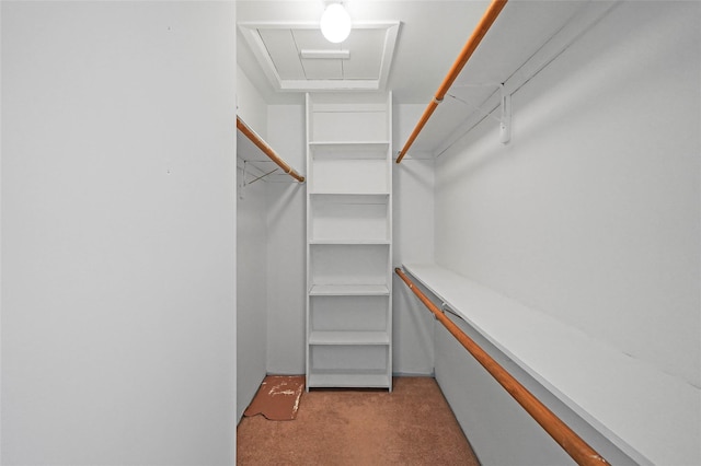 spacious closet featuring carpet