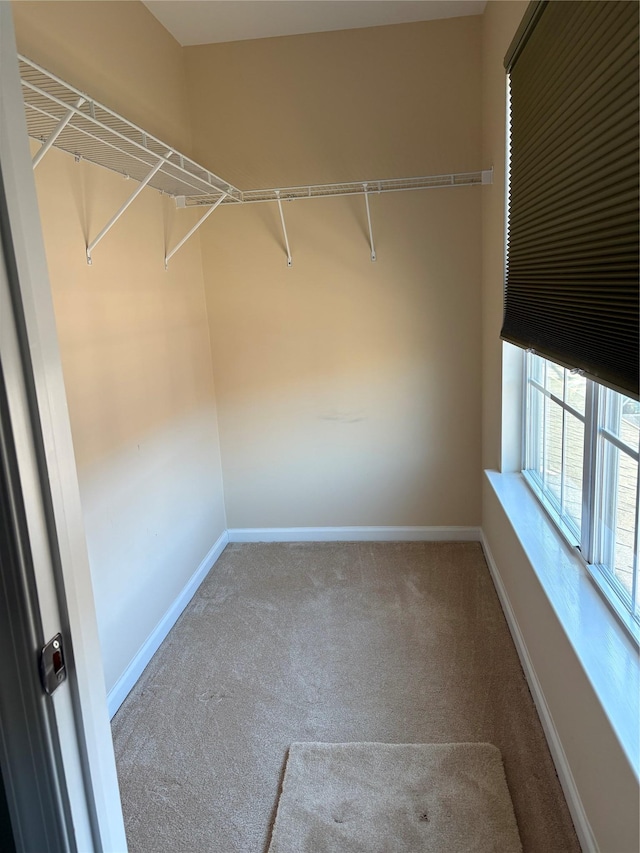 spacious closet with carpet floors