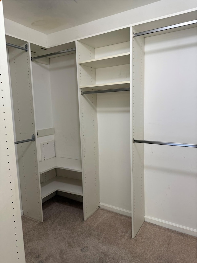 walk in closet with carpet floors