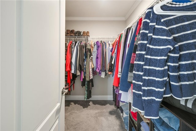 walk in closet with carpet flooring