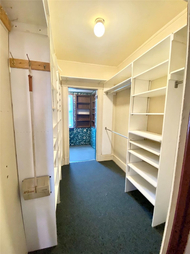 walk in closet with dark colored carpet