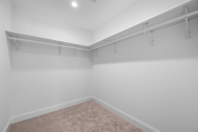 spacious closet featuring carpet flooring