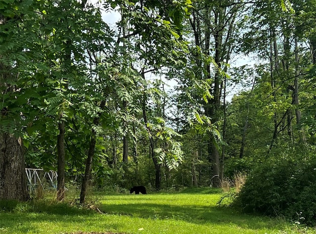 view of local wilderness