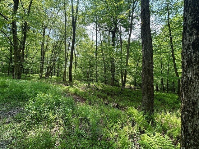 TBD High Meadow Rd, Lew Beach, NY 12758 - photo 9