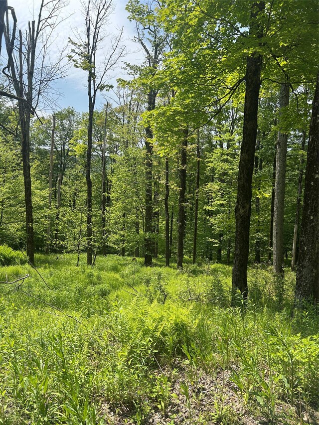 TBD High Meadow Rd, Lew Beach, NY 12758 - photo 10