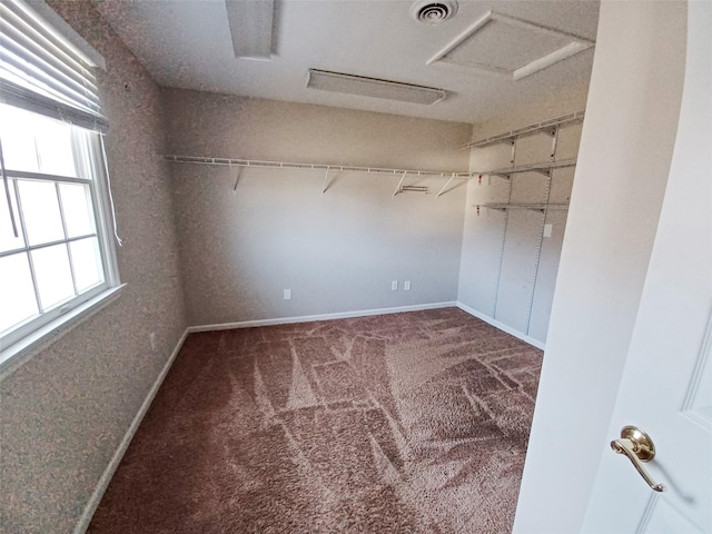 spacious closet with attic access, visible vents, and carpet flooring